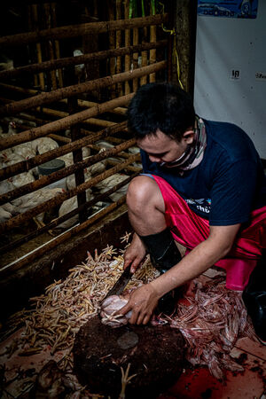 小屋の中で鶏をさばく男