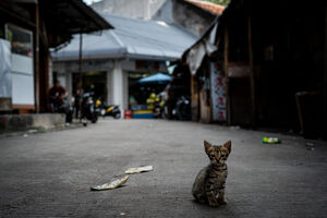 グロドックの路地で遊んでいた子猫