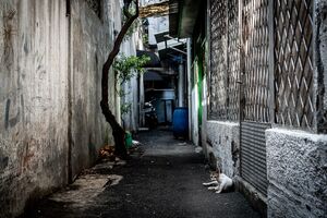 Cats relaxing in the deserted lane in Glodok district