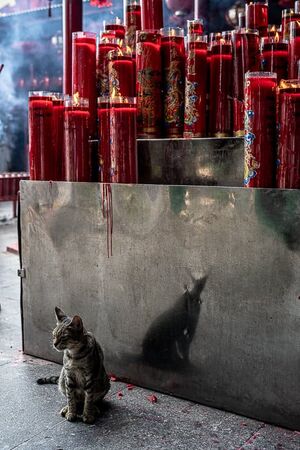 ジャカルタにある金徳院にいた猫