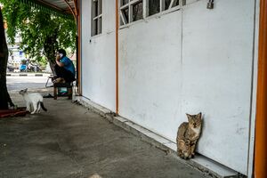 Two cats on the sidewalk of Sawah Besar district in Jakarta