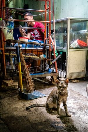 Cat watching norrowly