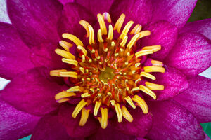 purple flower of lotus