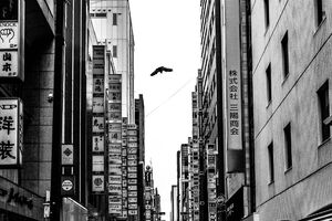 Crow flying over the streets of Ginza