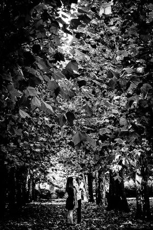 プラタナス並木で写真撮影する人
