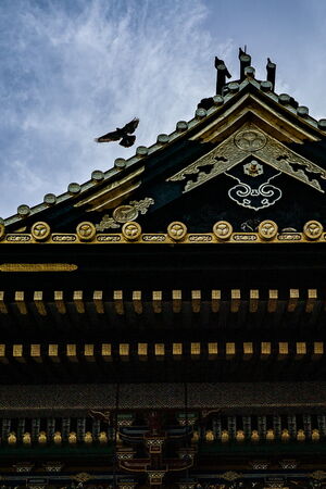 Pigeons at Ueno Toshogu Shrine