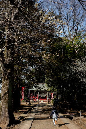 Child running on the approach to Miyoshino Jinja Shrine