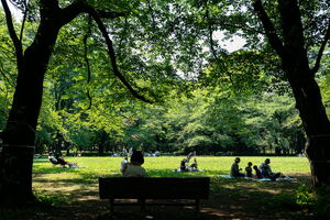 Komaba Park lawn