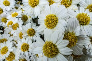 White flowers