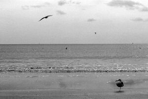 bird standing on one foot