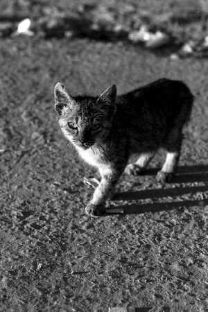 Cat walking with gimlet eyes