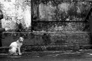Cat by roadside
