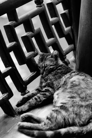 Cat sleeping in Yuyuan Garden