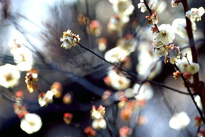 Japanese apricot in fower 