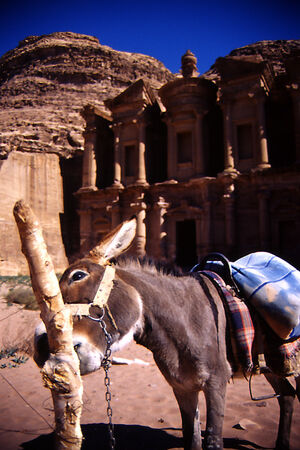 donkey and Ad Deir in Petra