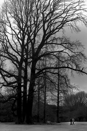 Couple walking beside tall tree