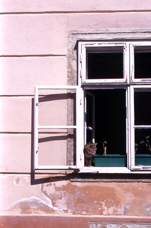 Little cat by window
