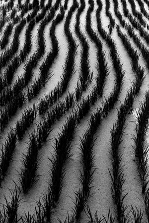 Rice seedlings