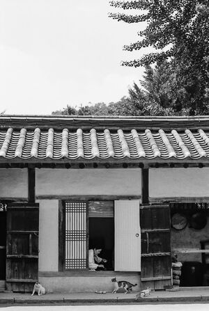 猫に餌をやる老婆