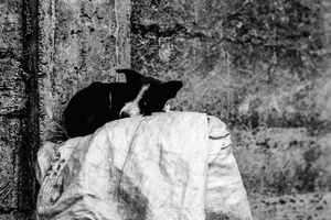 Sleeping black-and-white dog