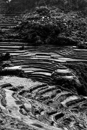 Rice terrace on steep slope