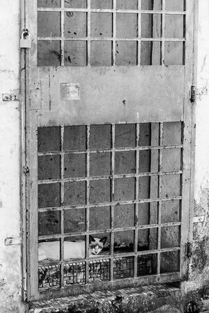 Cat relaxing on other side of door
