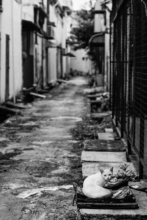 White cat looking back