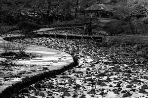 Iris garden in Meiji Jingu Gyoen Garden