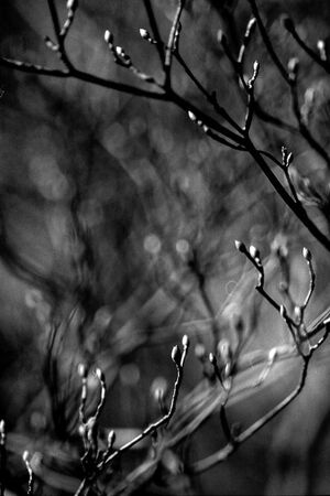 sign of spring