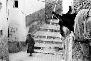 Donkey watching woman