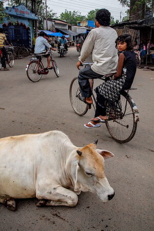 道の真中に横たわる牛