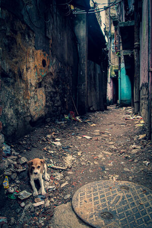 Puppy in lane