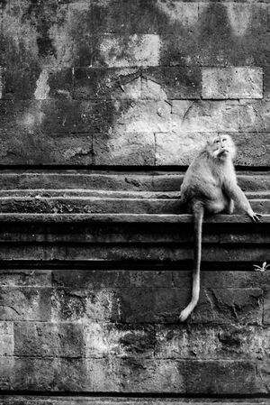 Monkey looking back