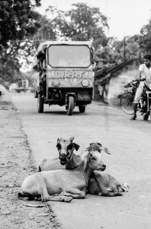 Goats relaxing by roadside