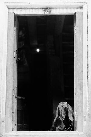 Goat at the door