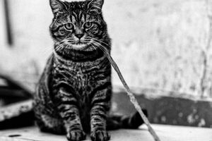 Cat on a leash