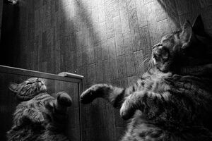 cat in mirror