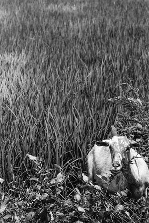 Goat in tussock