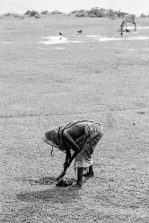 Woman collecting ordure of cow