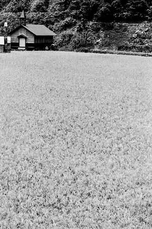 Church on the other side of rice field