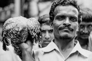 Man holding a hawk