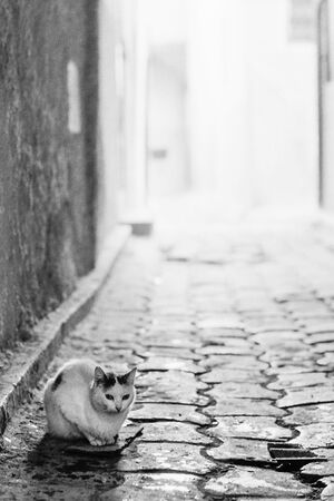 薄暗い路地にいた猫