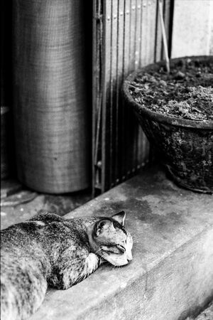 軒先で寝る猫