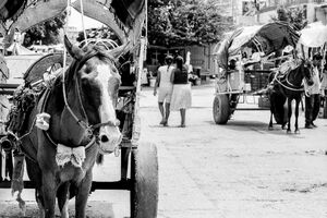horse-drawn carriages in Juchitan