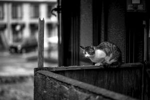 Cat relaxing on fence