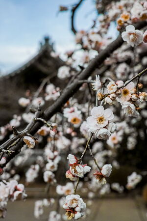 祥雲寺に咲く梅の花
