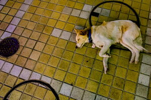 道端で昼寝する犬