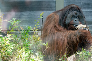 Orangutan looking sideways