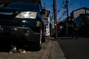 Cat with lordly air relaxing under the car