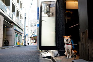 往来を眺める犬